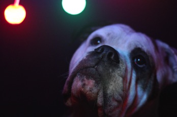 Christmas Light Dog